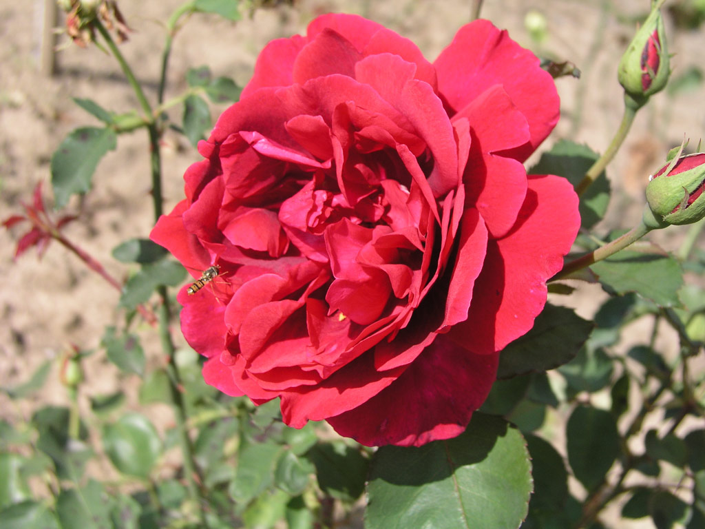 růže Etoile de Hollande