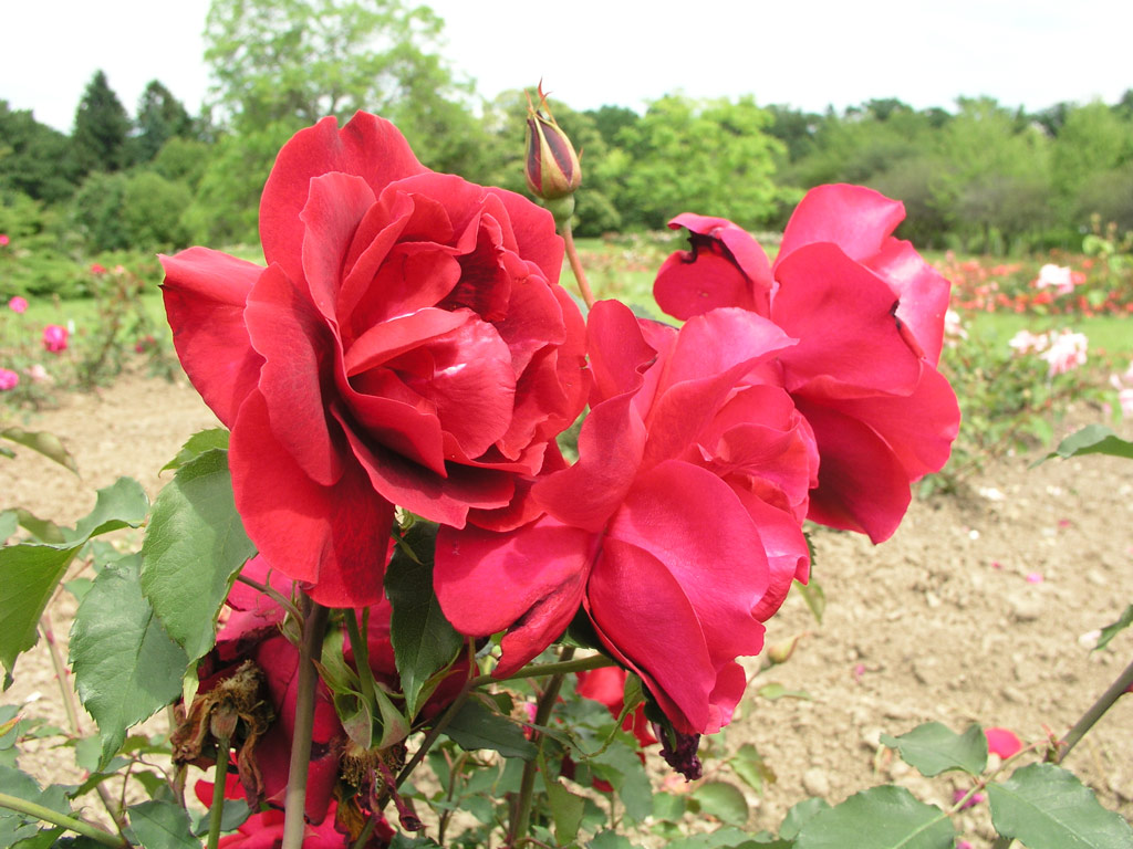 růže Etoile de Hollande