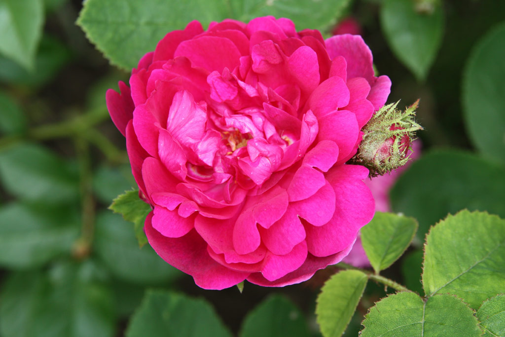 růže Eugnie Guinoisseau