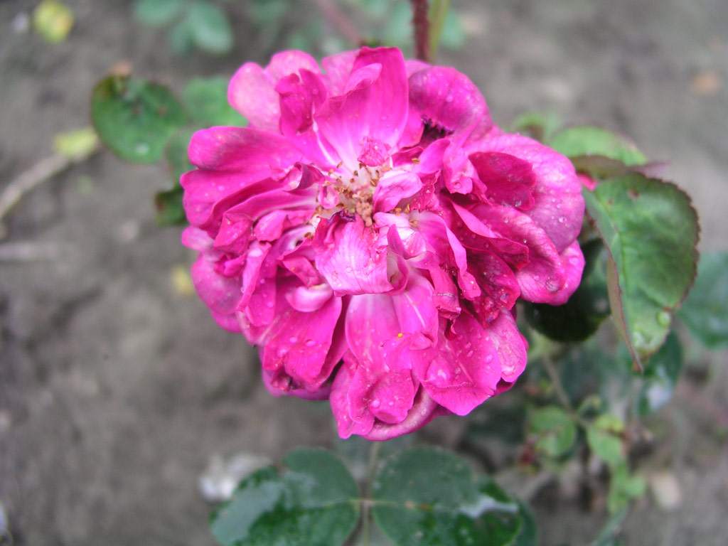 růže Eugnie Guinoisseau