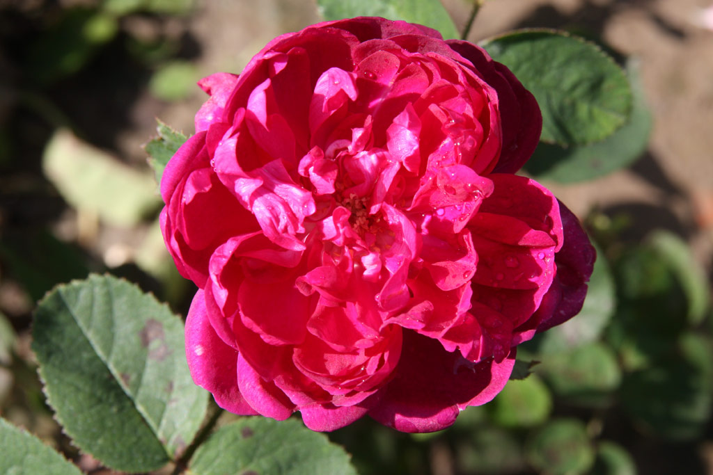 růže Eugnie Guinoisseau