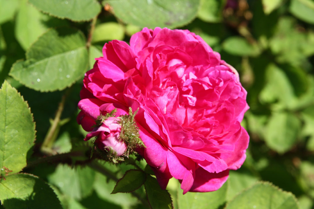 růže Eugnie Guinoisseau