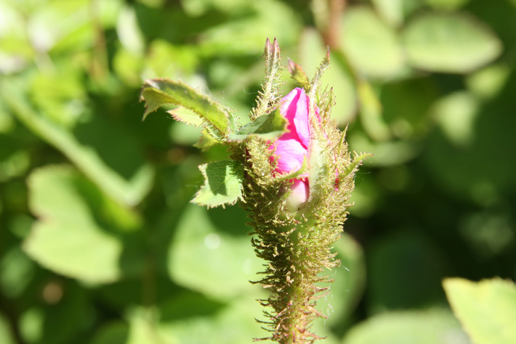 růže Eugnie Guinoisseau
