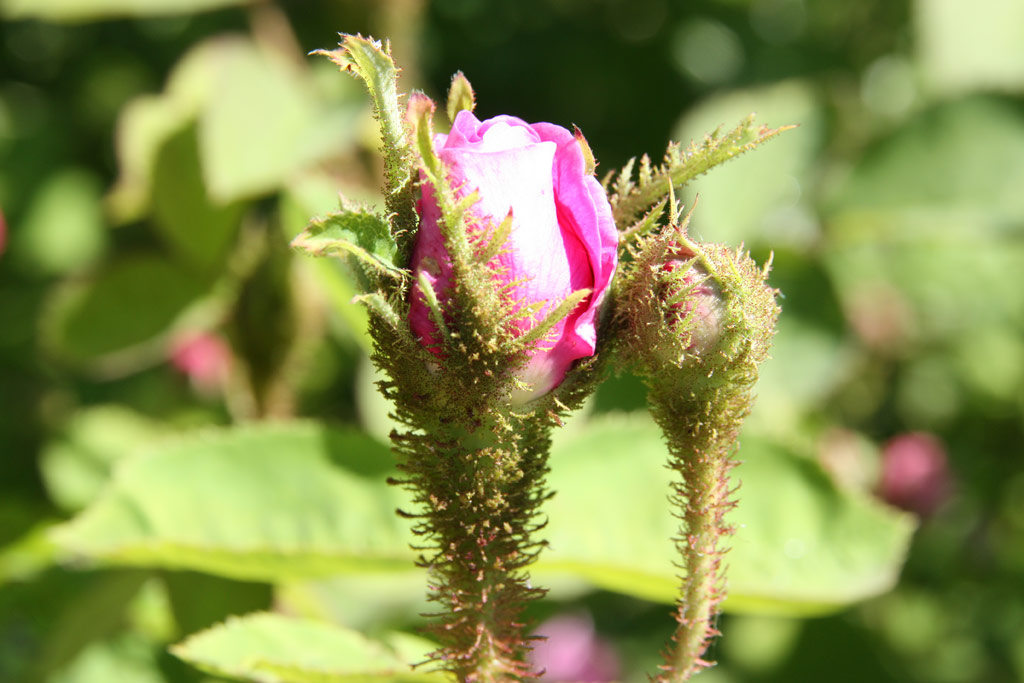 růže Eugnie Guinoisseau