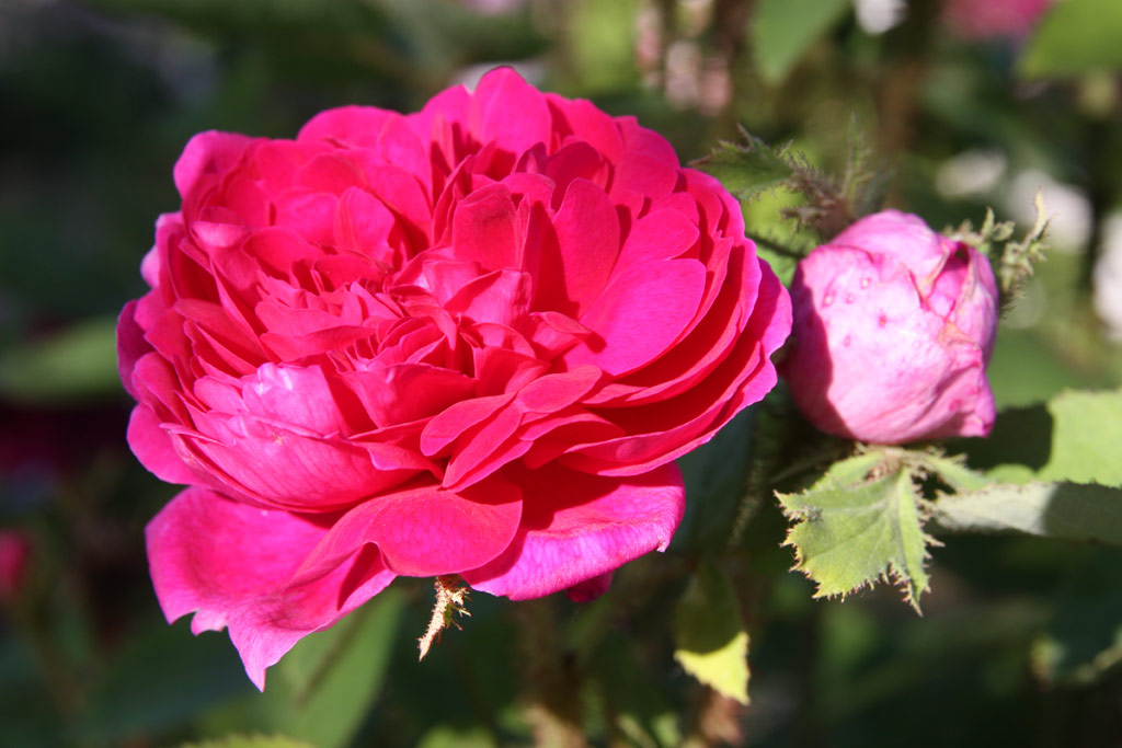 růže Eugnie Guinoisseau