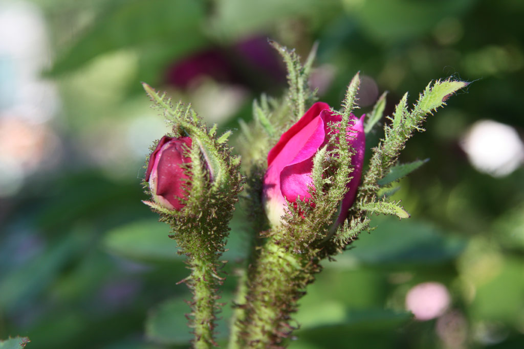 růže Eugnie Guinoisseau