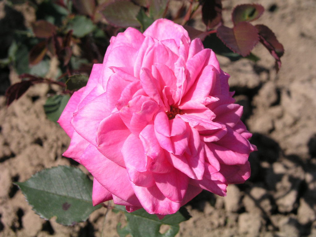 růže Europa (Kesser)