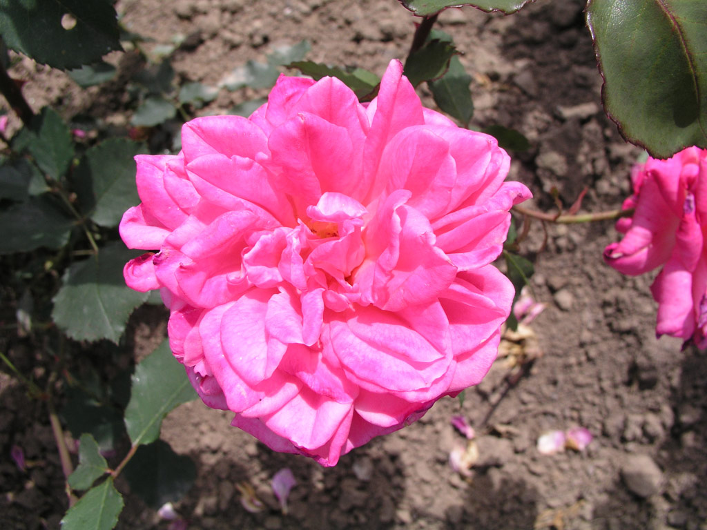 růže Europa (Kesser)