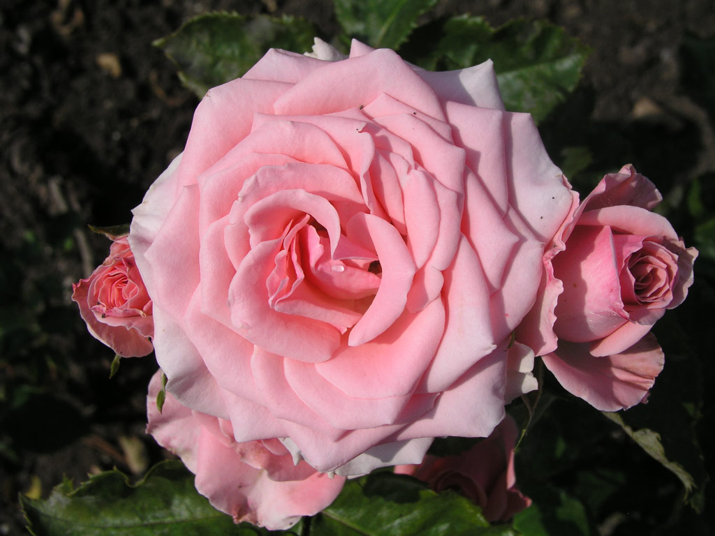 růže Europa (Kordes)