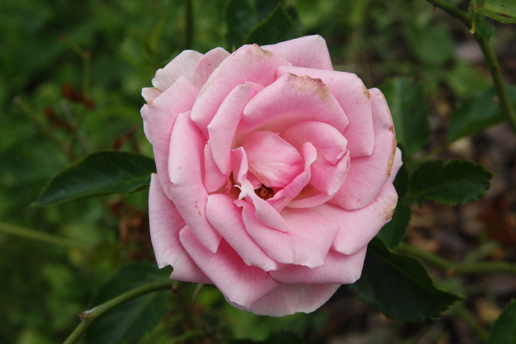 růže Europas Rosengarten