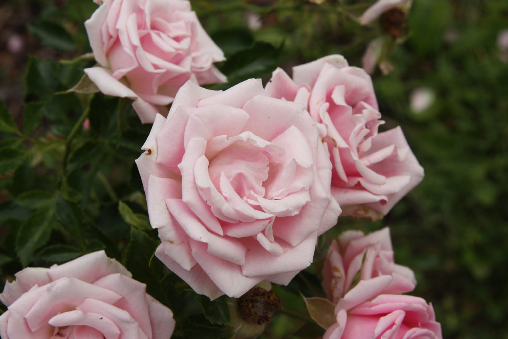 růže Europas Rosengarten