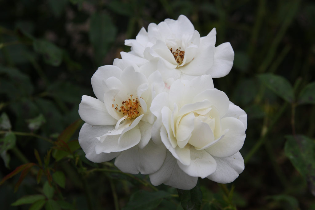 růže Eva Teschendorff