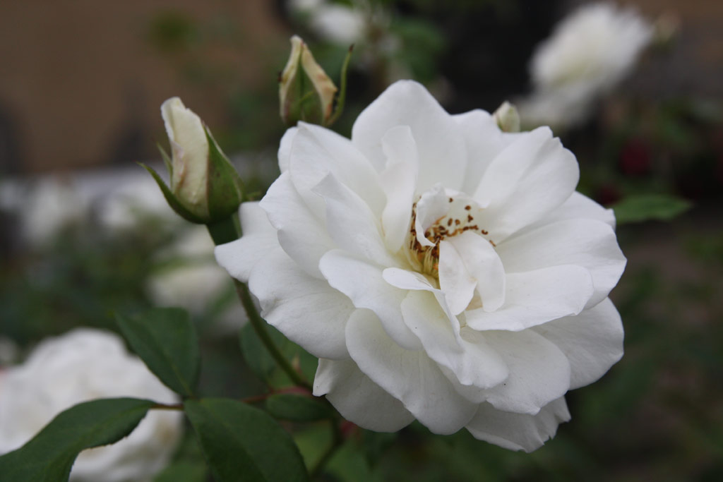 růže Eva Teschendorff