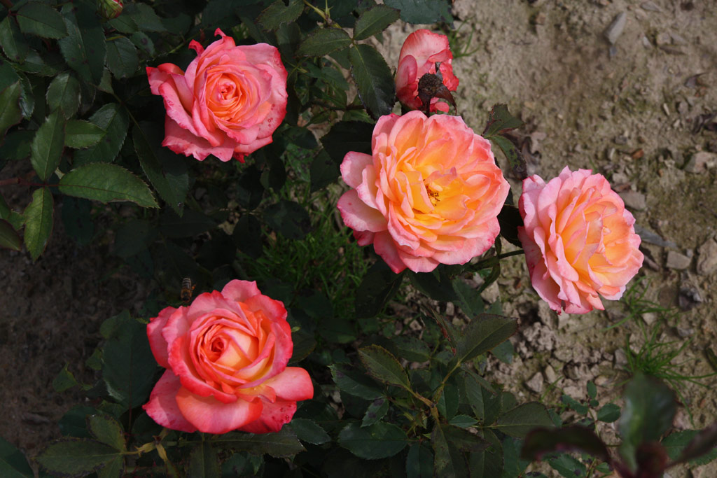 růže Evangeline Bruce