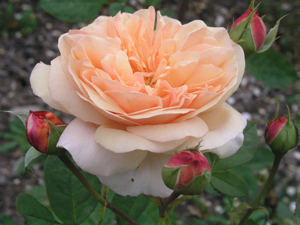 růže Evelyn (Austin)