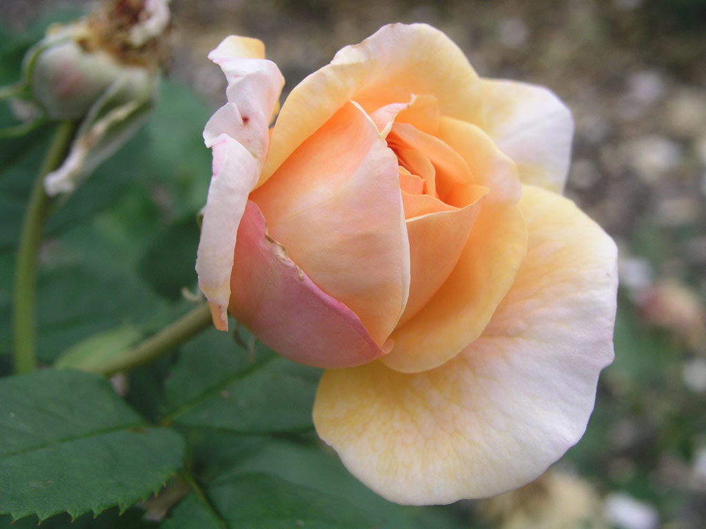 růže Evelyn (Austin)