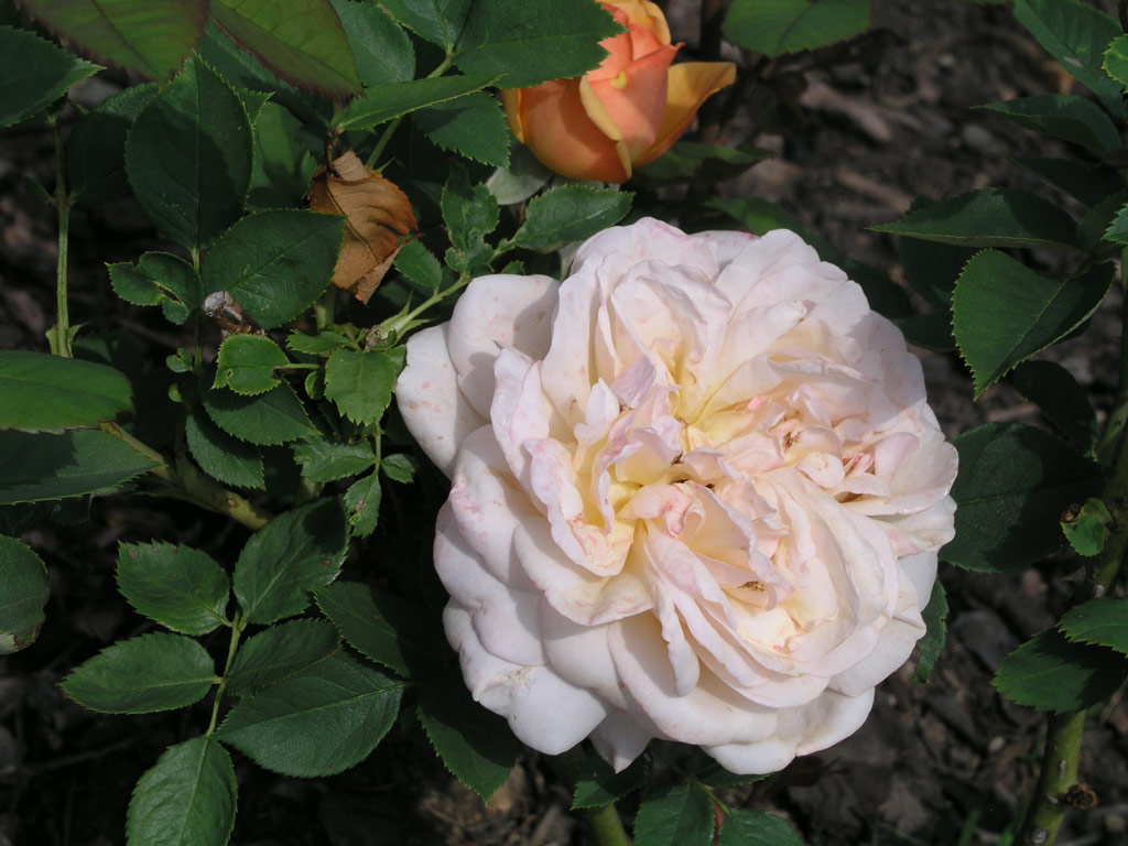 růže Evelyn (Austin)