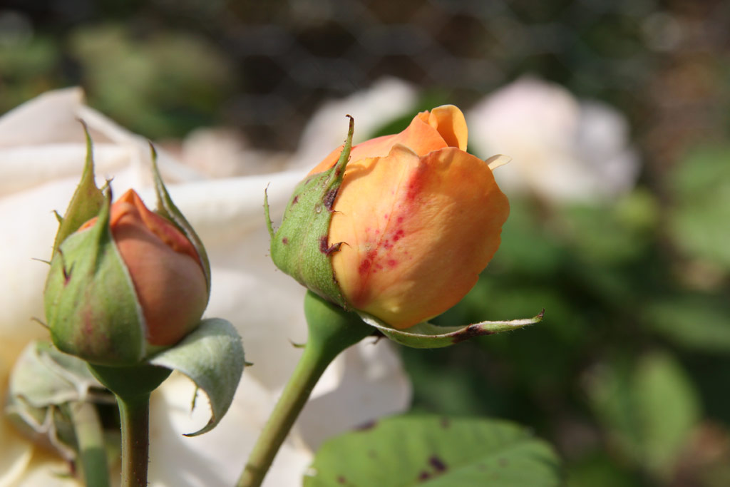 růže Evelyn (Austin)