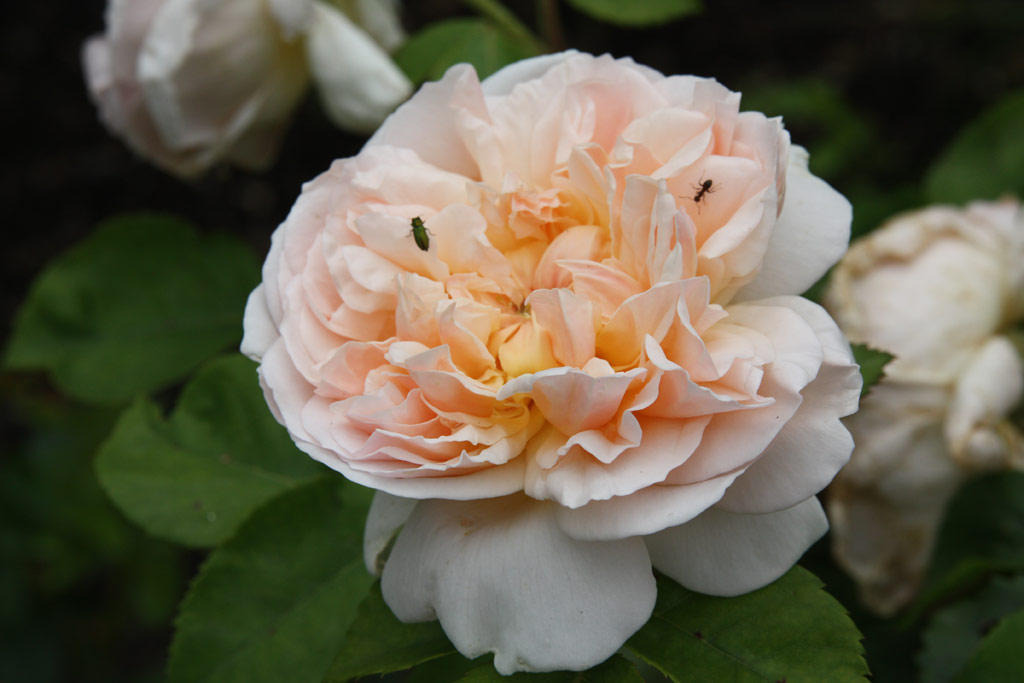 růže Evelyn (Austin)