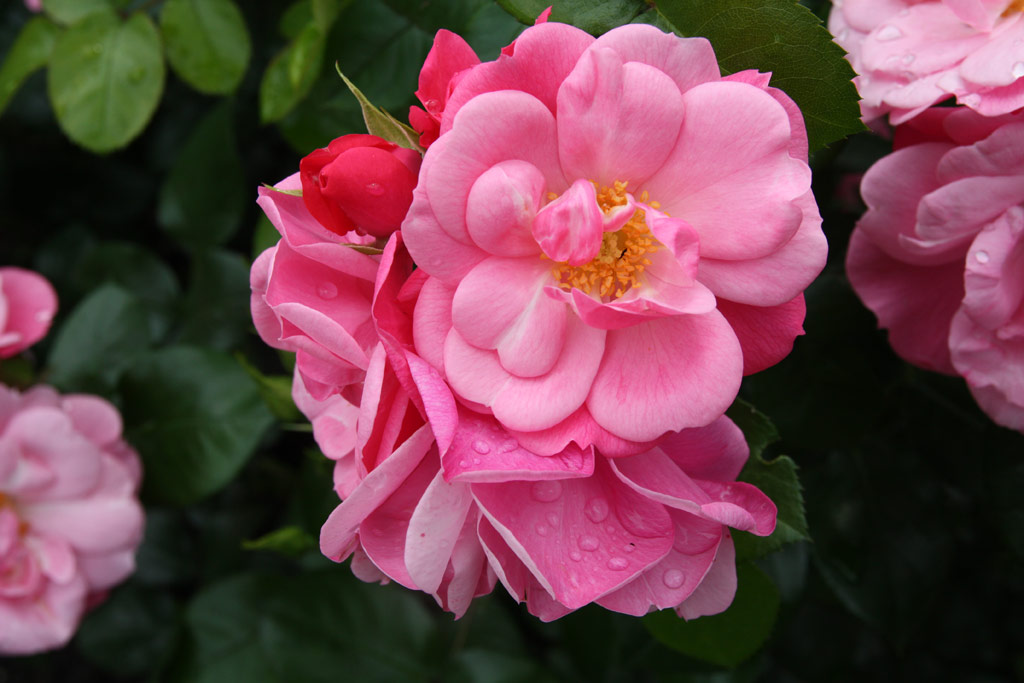 růže Explosion Border