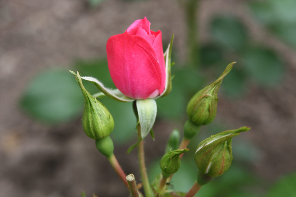 růže Explosion Border