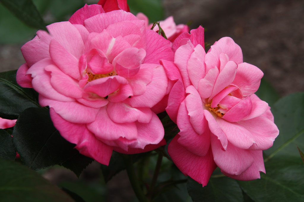 růže Explosion Border