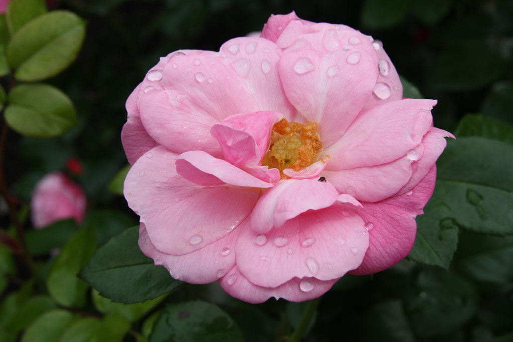 růže Explosion Border