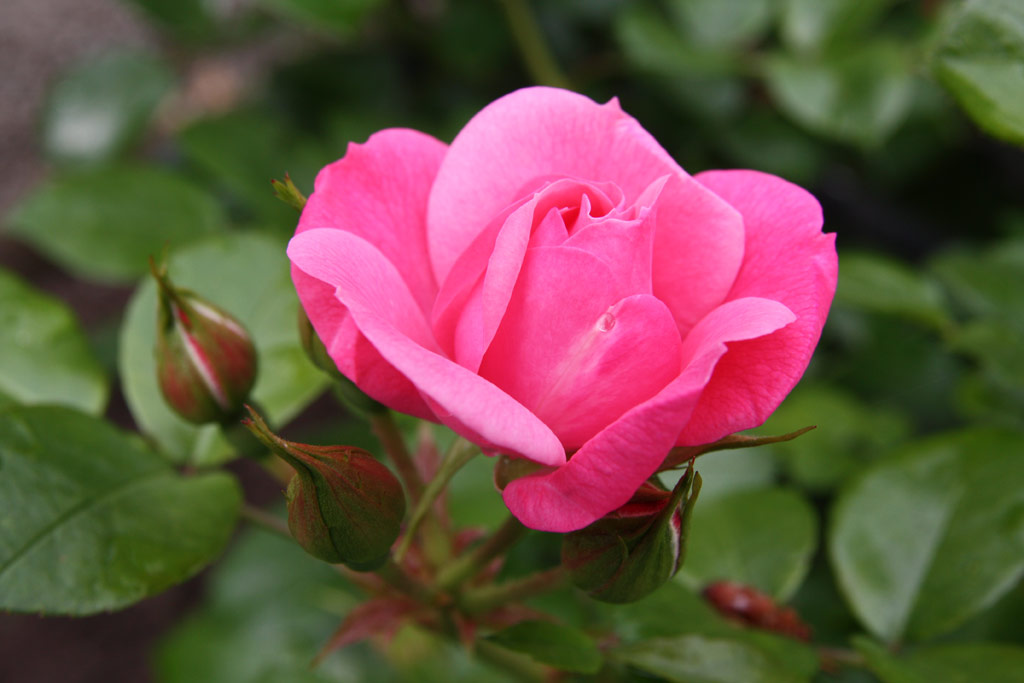 růže Explosion Border