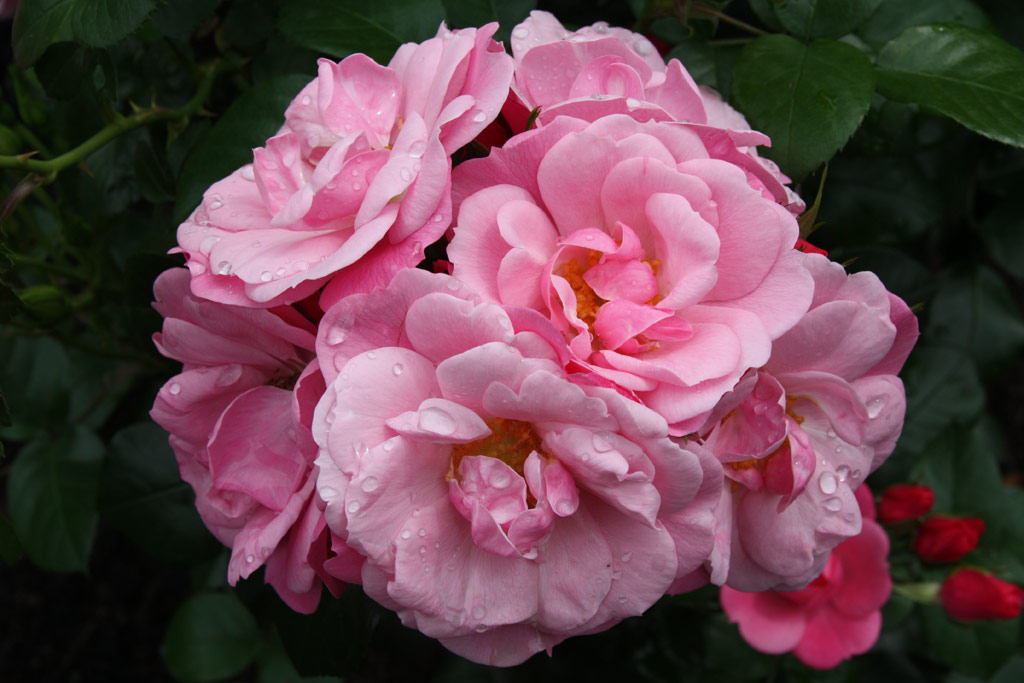 růže Explosion Border