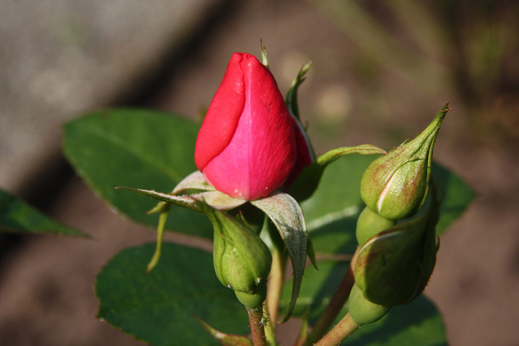růže Explosion Border
