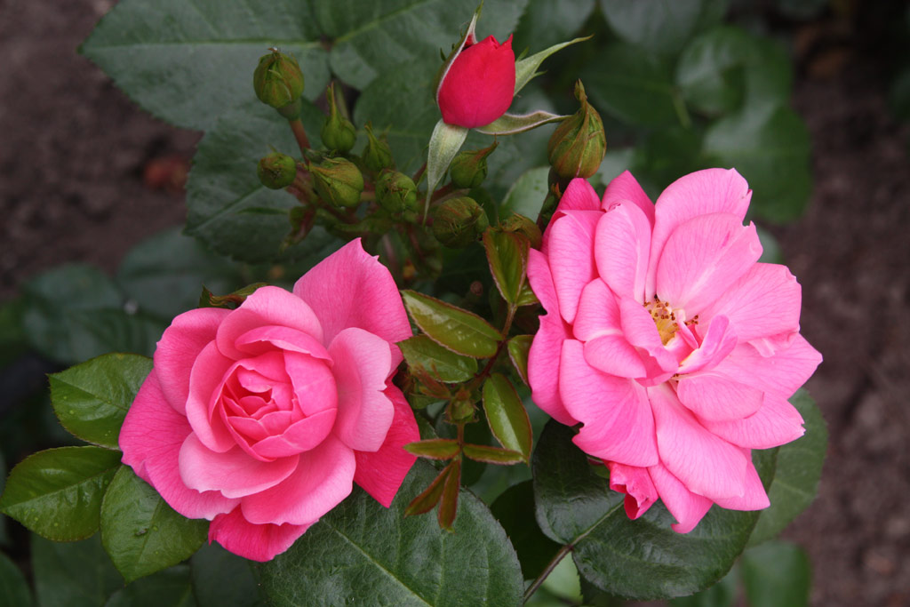 růže Explosion Border