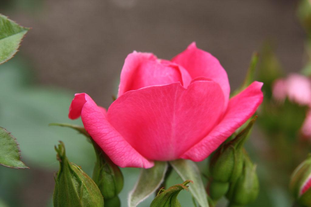 růže Explosion Border