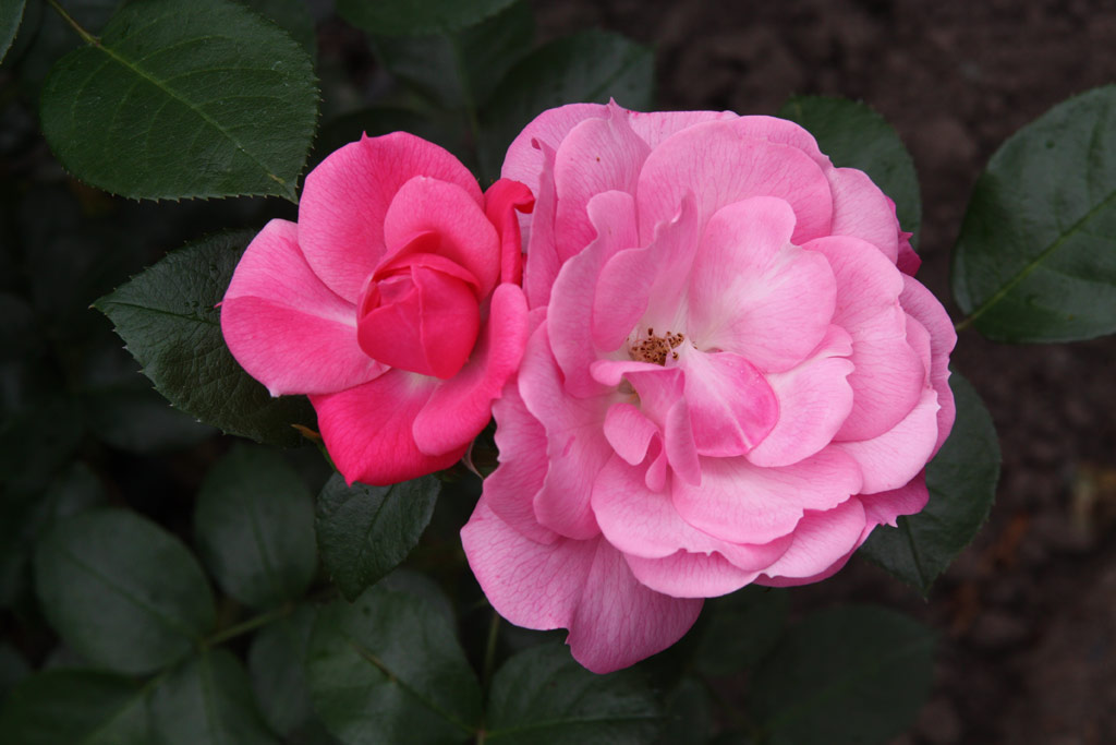 růže Explosion Border