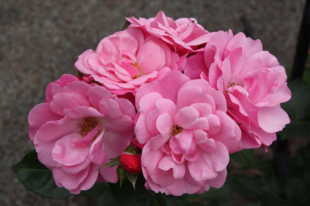 růže Explosion Border