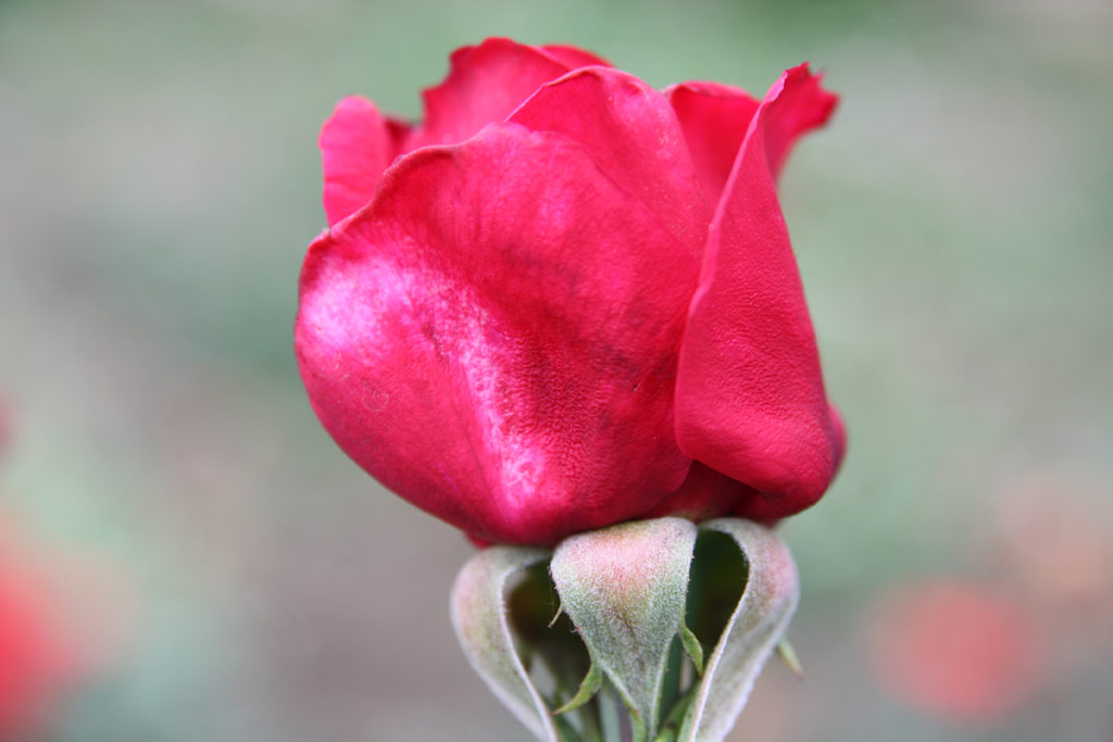 růže Fadrusz Jnos Emlke