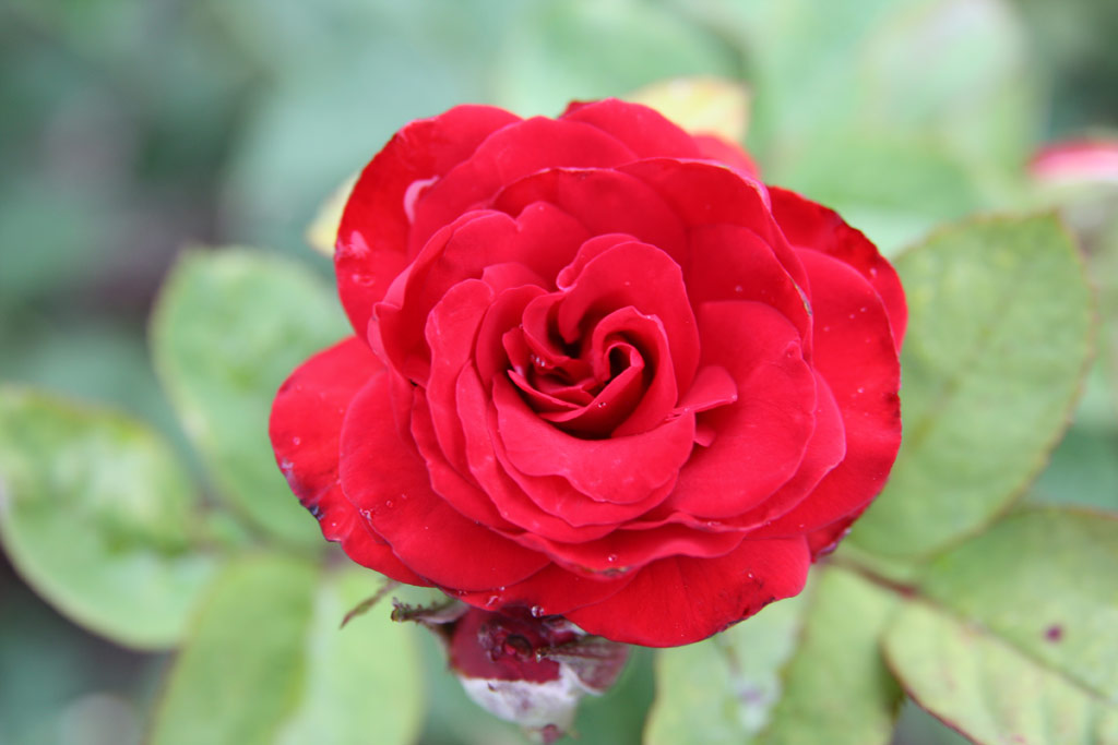 růže Fehr Lajos Emlke