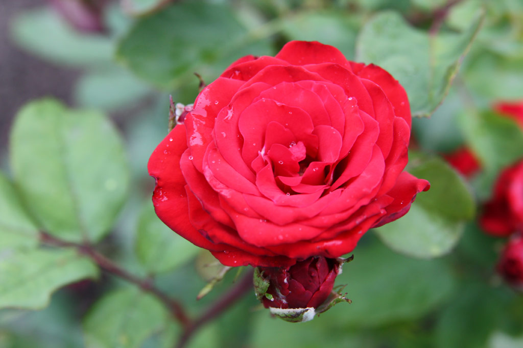 růže Fehr Lajos Emlke