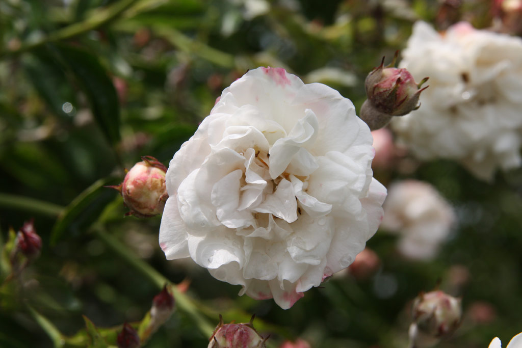 růže Flicit et Perptue