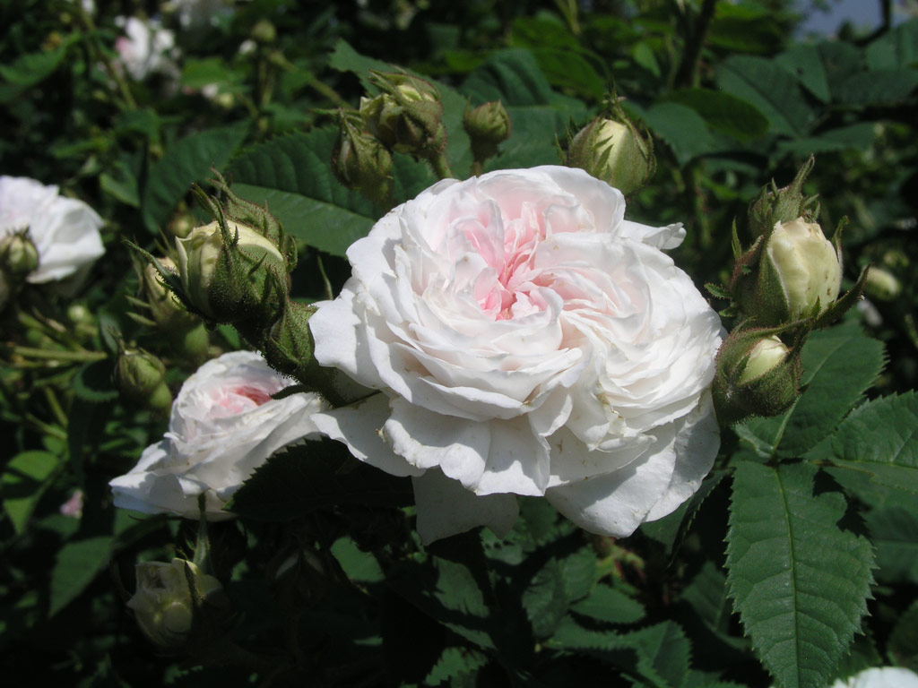 růže Flicit Parmentier