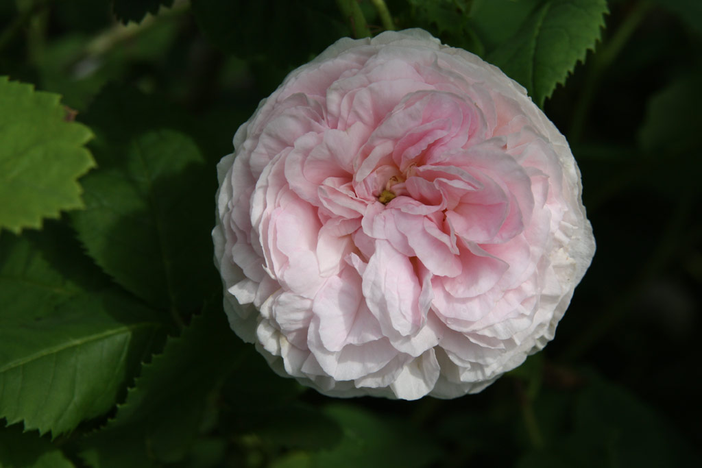 růže Flicit Parmentier