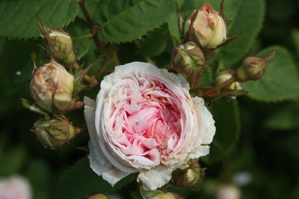 růže Flicit Parmentier