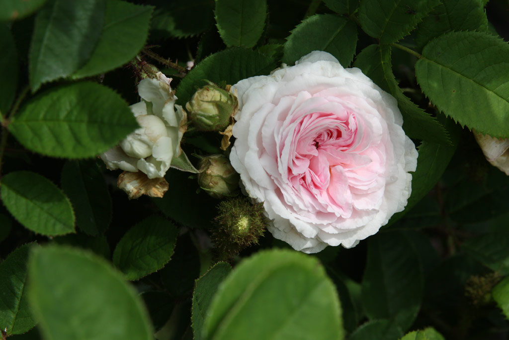 růže Flicit Parmentier