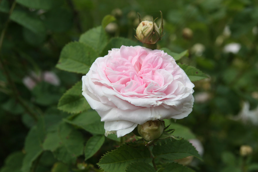 růže Flicit Parmentier