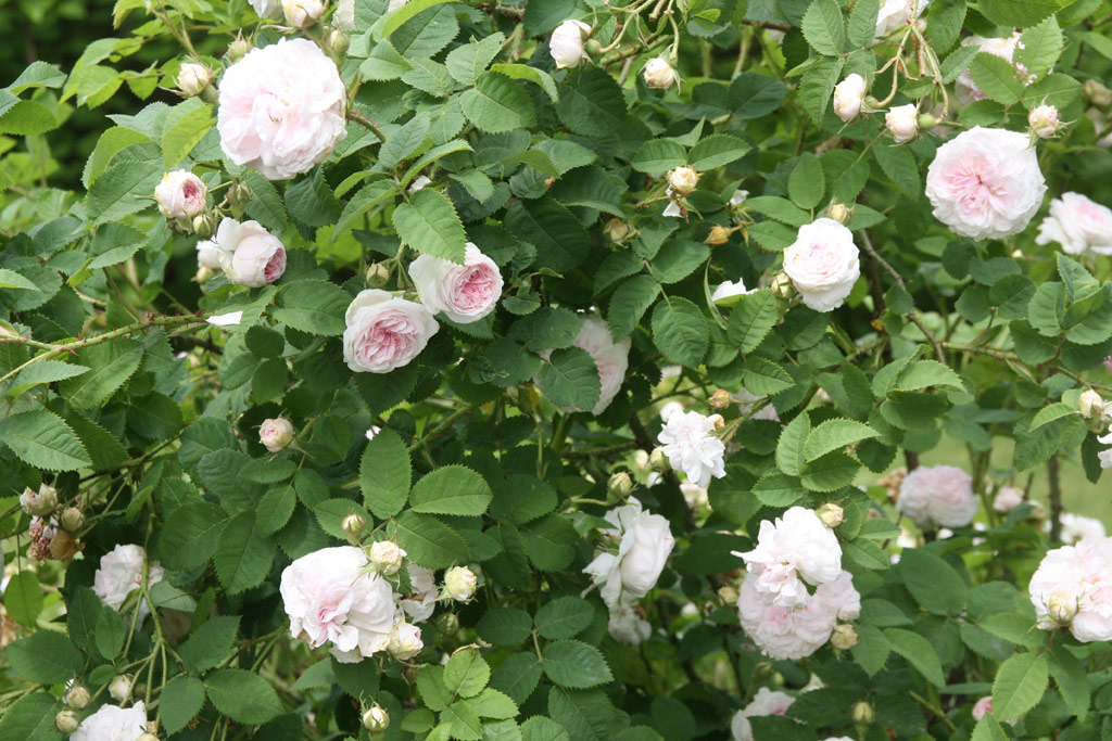 růže Flicit Parmentier