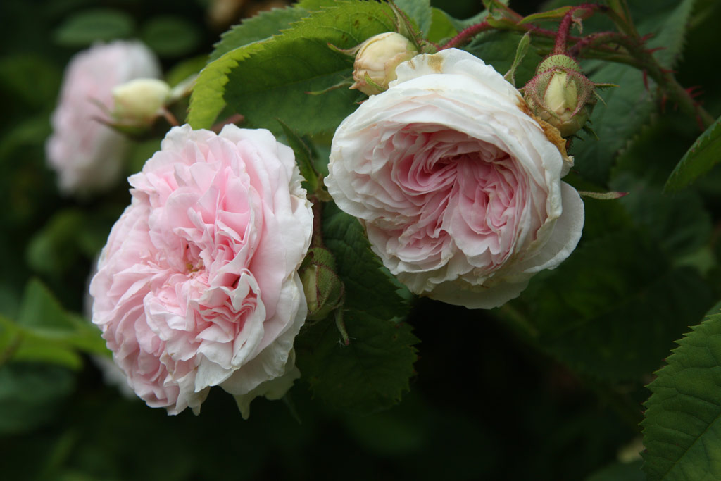 růže Flicit Parmentier