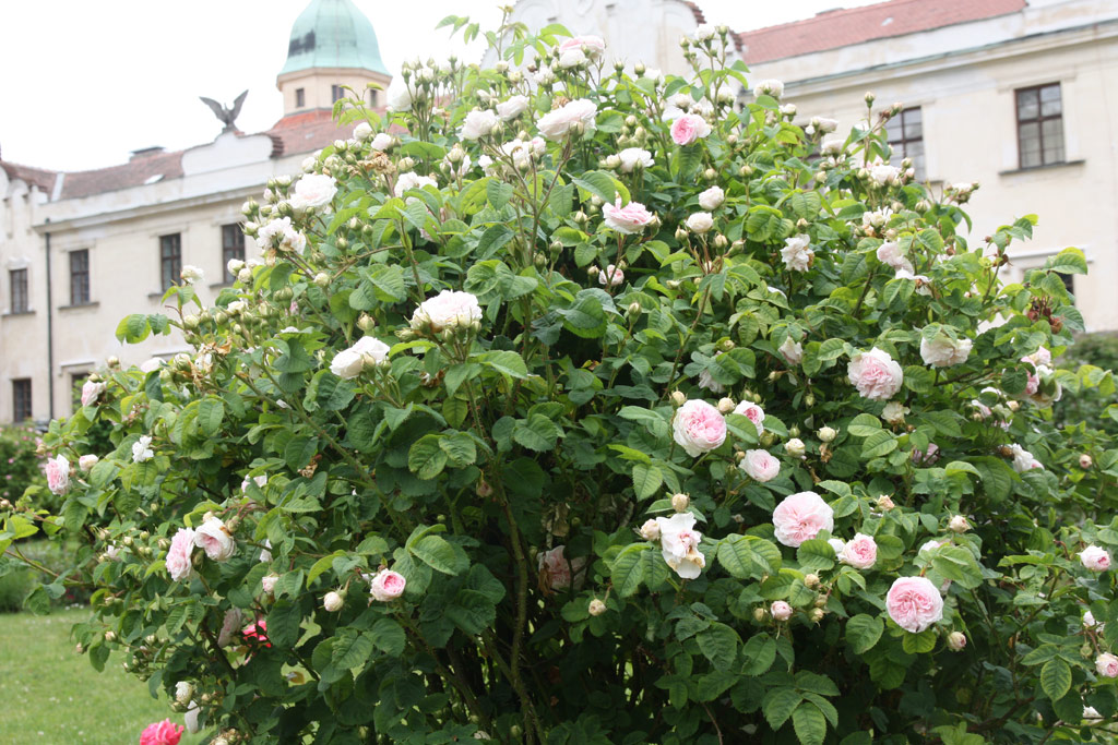 růže Flicit Parmentier