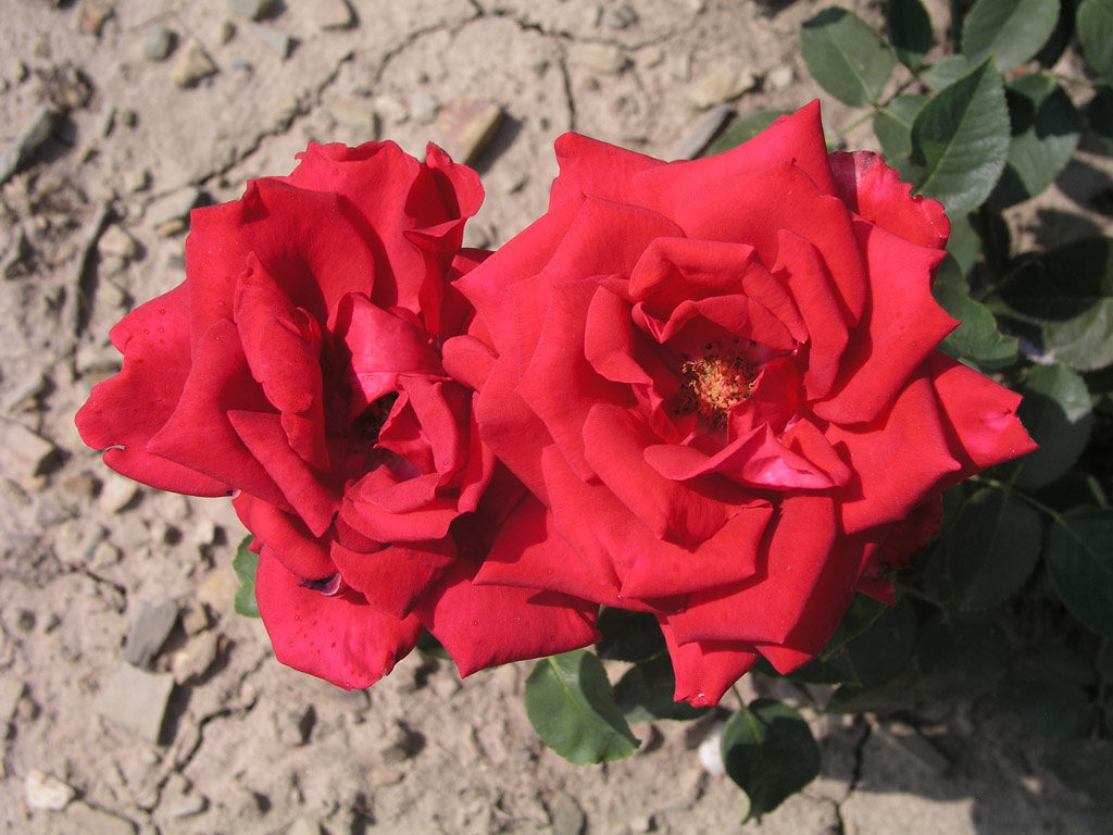 růže Ferry Porsche