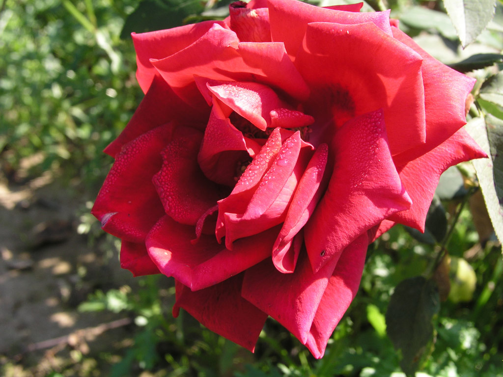 růže Ferry Porsche