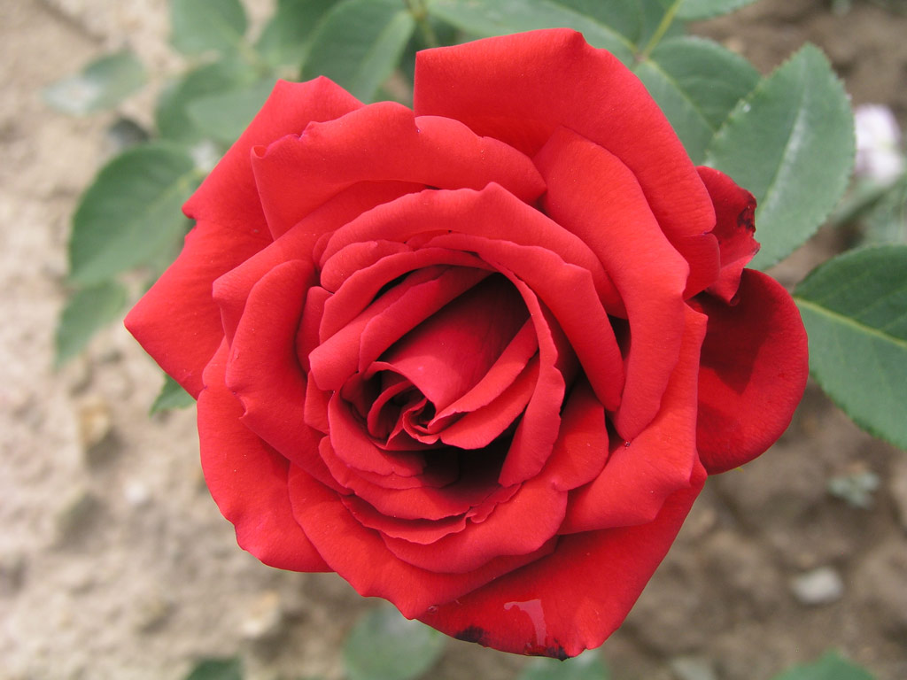 růže Ferry Porsche