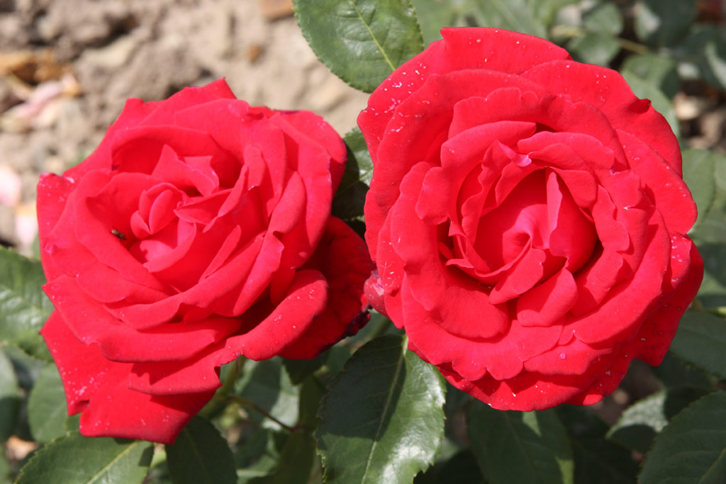 růže Ferry Porsche